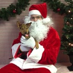 "Yoda" "My 1st Christmas & Miraculously, I'm Alive!" "One Lucky little girl!" (Foster Dog)
