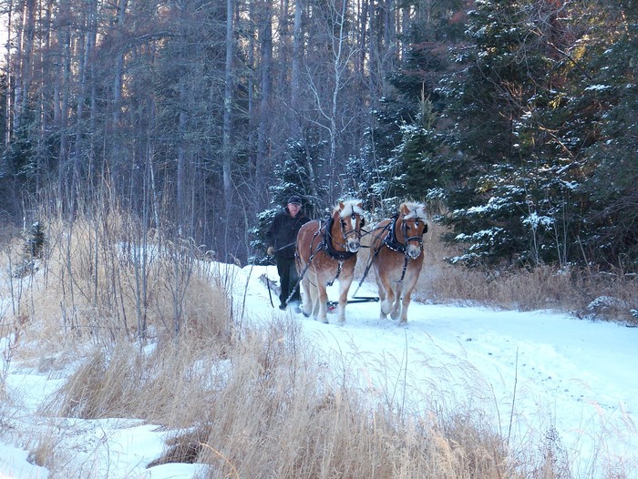 Now this is work!! These are our neighbors horses and he wanted to do some logging with them.