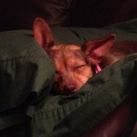 Silent Night..."It didn't last long!"  (Yoda, our Foster Dog)