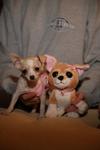 which is the real chihuahua ( you decide )