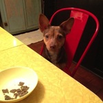 "Yoda" sitting at the kitchen table wondering if there might be something left for her!