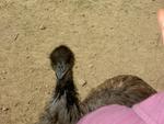 I was scared of the emu too.