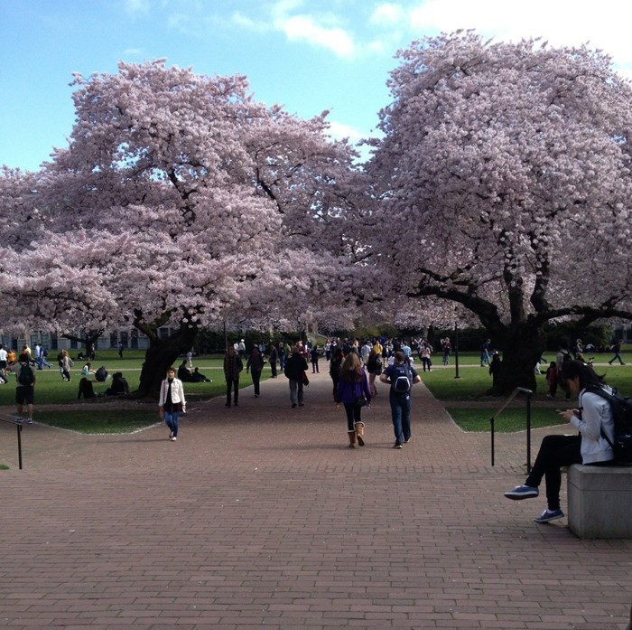 Cherry trees at University of Washington