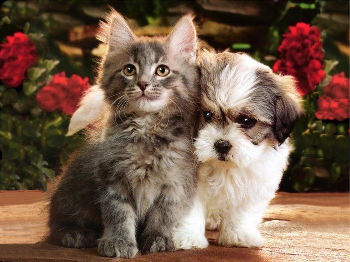 Kitties and Puppies