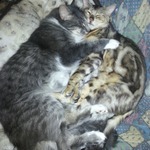 hard 2believe but these 2 r FULL litter brothers! Mum mated with a Bengal stud-then escaped!!
