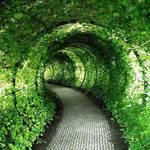 Green Tunnel, Castle Garden, United Kingdom