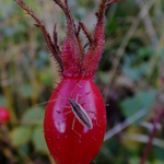 Rosehip with bug