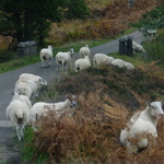 \sheep in bracken and road