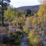silver birch and stream mountain background