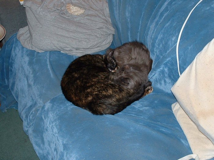 Late 2003: 21 year old Cammie cat being snuggled by 2 year old Hildiekatt.