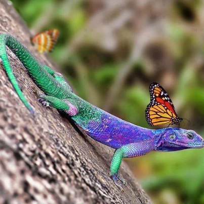 Salamander Beauty