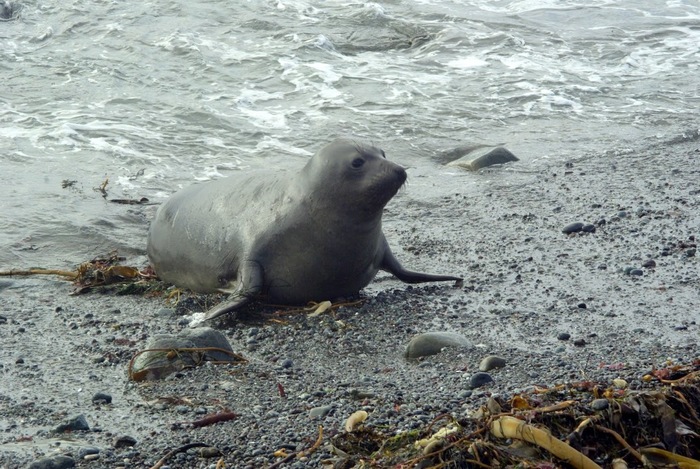 Seal at Oregon Coast