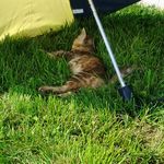 Lilly loves the grass-umbrella to shade her