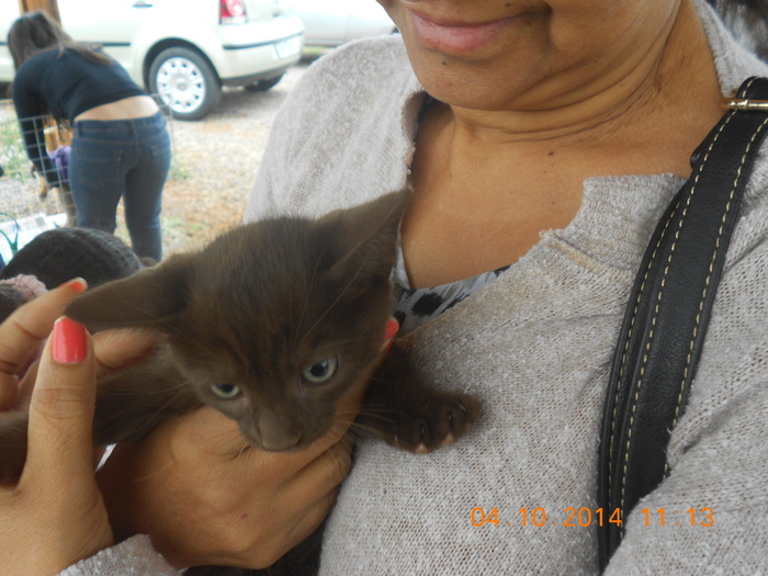 brown kitten 2