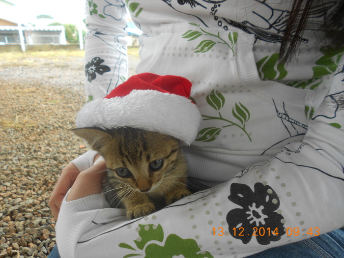 kitten adopted december 2014