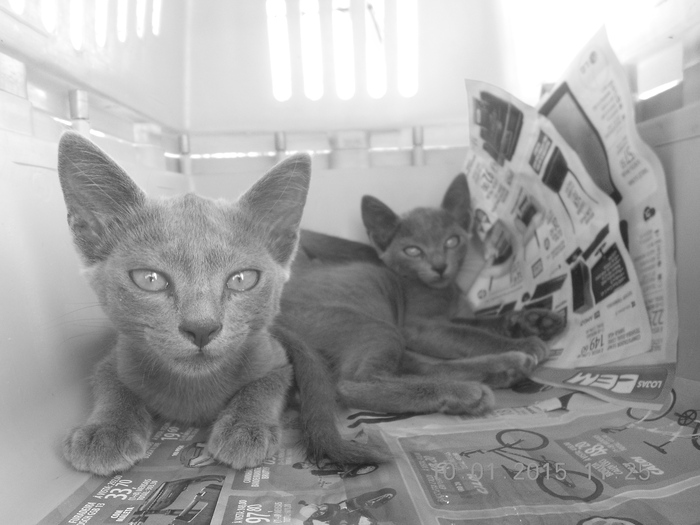 gray kittens -adoption fair