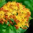 Rhodiola Which in Boosting Dopamine Treated Tardive Psychosis and Promoted Recovery