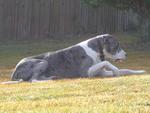 Our Great Dane Galahad on Vacation in Florida with us Oct/Nov. 2008