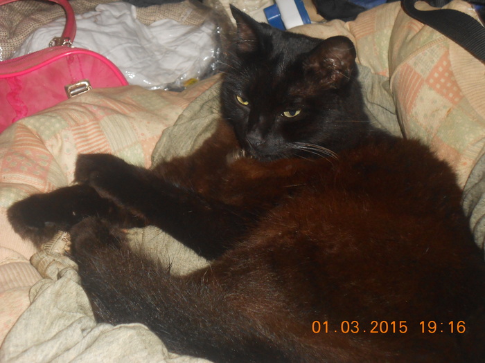 Mom just added more filling to my moleton bed.Its smelling catnip, also!!!"
