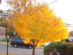 A beautiful Fall tree in front of our house