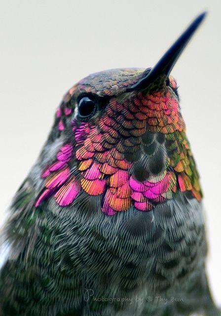 So many things to love about the hummingbird