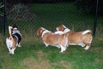 Our Basset Hounds decide who is on rabbit duty for the night