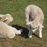 New Born Lambs April 2015
