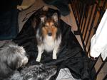 Bailey from NE Ohio Collie Rescue-The Average dog has one request to all humankind."Love Me."