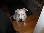 Petey-puppy mill pet shop pup- deaf - would have become dog meat if not rescued.