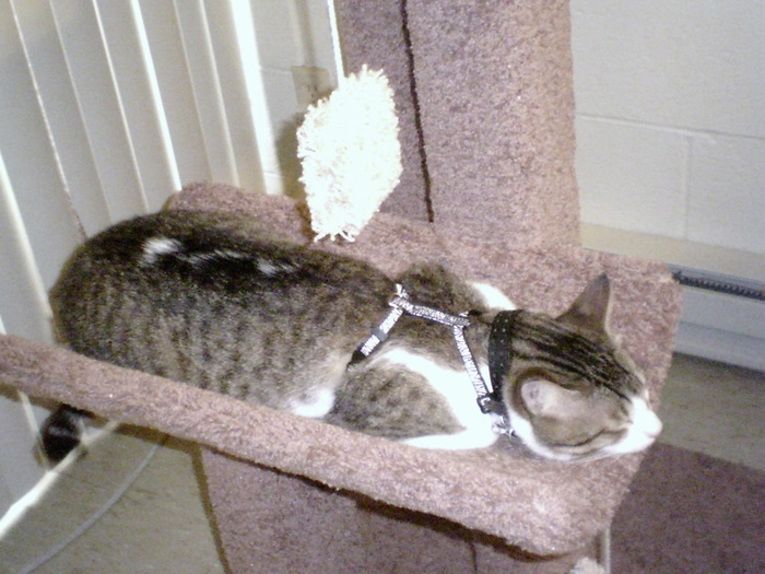 Hunter loves the new cat tree.  He's just tired from his walk.