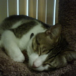 Hunter napping on his cat tree