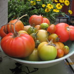 My harvest of tomatoes