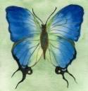A butterfly's life is like my own "forever changing"