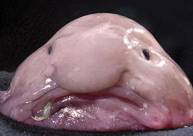 Please Help Save the Endangered Blobfish!