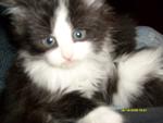MY BABY KITTY.. HE'S ADORABLE!  HIS NAME IS JASMINE.. HE HAS A GIRL NAME..OOPS!