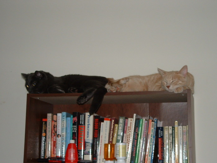 Cooper and Buff atop their 6' tall book shelf.
