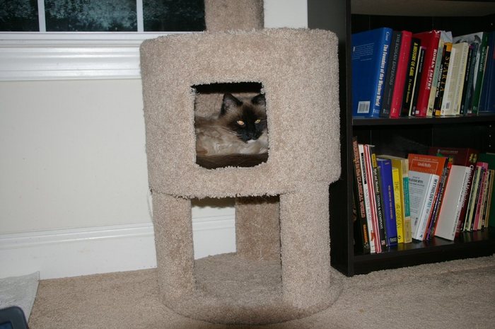 Blue has decided she likes the "cave" in the kitty tree.