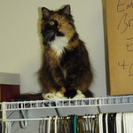 Phoenix atop the shelf over the clothing rack in the walk in closet.