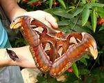 This is the largest butterfly I've ever seen