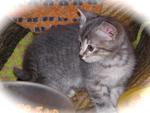 Shalia !! The gray is a scaredy cat like her brother "Ember.