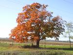 My favorite fall tree