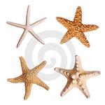 Starfish Spiral