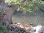Tree by the River