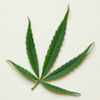 Reefer Madness? The Truth Behind Medical Marijuana
