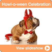 A Howl-o-ween Celebration