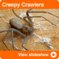 Creepiest Crawlers in Your Home