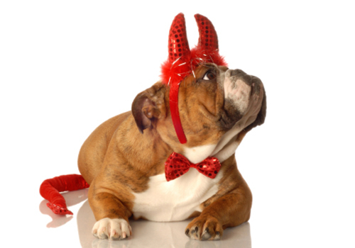 Your Dressed-Up Pet Pics