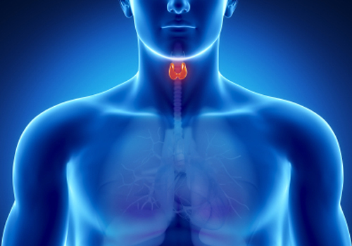 Thyroid Disease Basics
