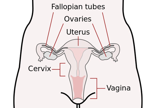 What is Cervical Cancer?