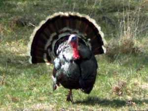 It's said that it's hard to get pictures like this of wild turkeys